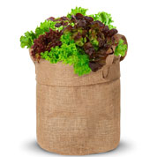 Kit de Cultura - Alface 'Red Salade Bowl'